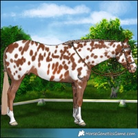 Horse Color:Chestnut Appaloosa 