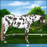 Horse Color:White Spotted Liver Chestnut Near Leopard