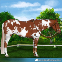 Horse Color:White Spotted Chestnut