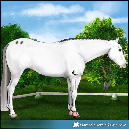 Horse Color:Brown Splash Appaloosa 