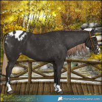 Horse Color:Liver Chestnut Appaloosa 