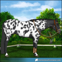 Horse Color:Black Near Leopard 