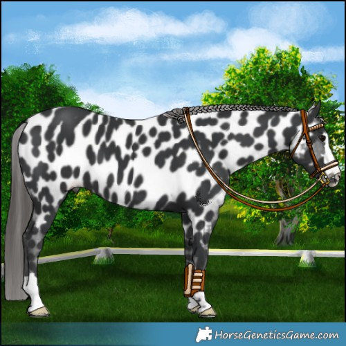 Horse Color:Black Near Leopard 