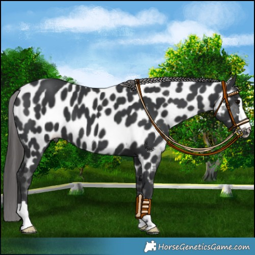 Horse Color:Black Appaloosa 