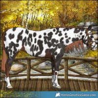 Horse Color:Liver Chestnut Near Leopard