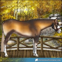 Horse Color:Chocolate Palomino Onyx 