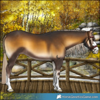 Horse Color:Chocolate Palomino Onyx 