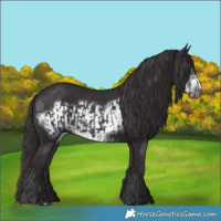 Horse Color:Smoky Black  and Smoky Black Frame 