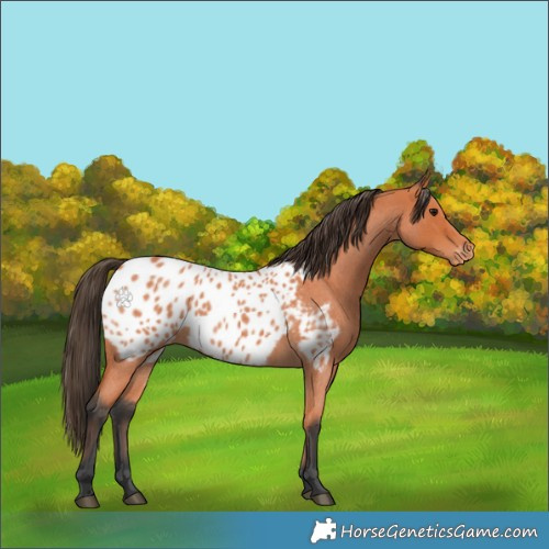 Horse Color:Bay Roan Appaloosa 