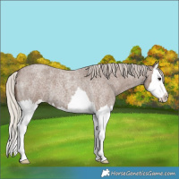Horse Color:Silver Blue Roan Splash