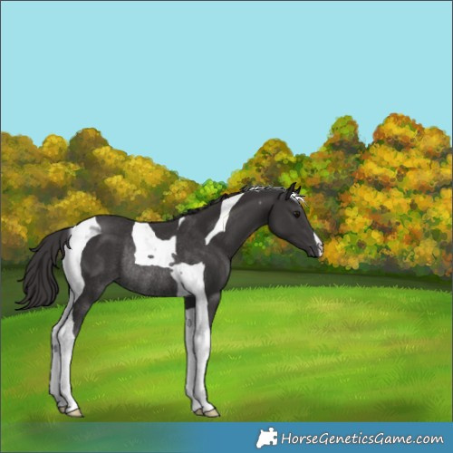 Horse Color:Smoky Black Tobiano Rabicano 