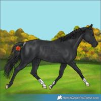 Horse Color:Black Rabicano 