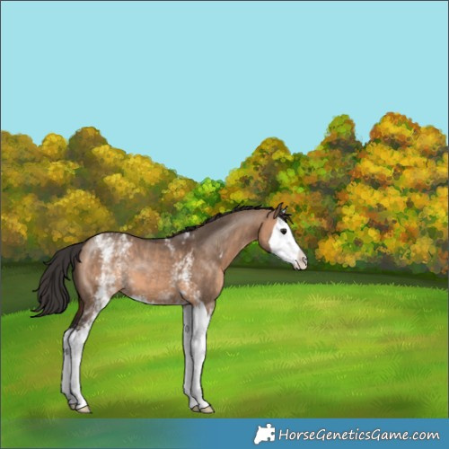 Horse Color:White Spotted Brown Dun Splash 