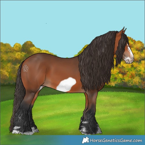 Horse Color:Bay Splash Frame 