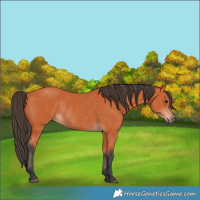 Horse Color:Bay Rabicano 