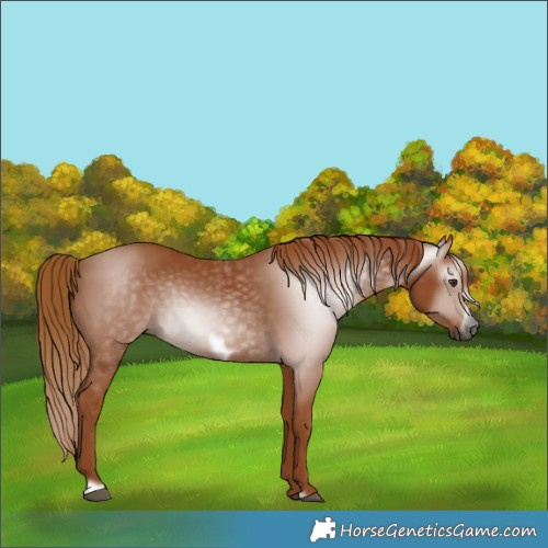 Horse Color:Gray Chestnut Frame 