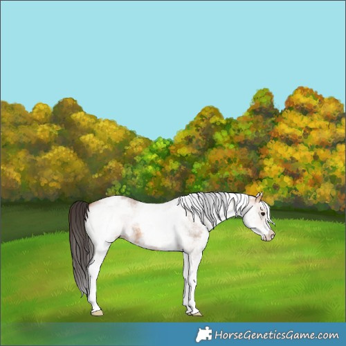 Horse Color:White Spotted Bay Dun