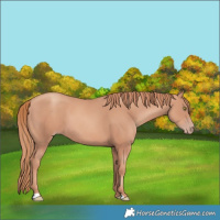 Horse Color:Gold Champagne 