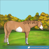 Horse Color:Chestnut Splash Frame