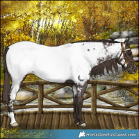 Horse Color:Liver Chestnut Near Fewspot
