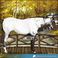 Horse Color:Liver Chestnut Appaloosa