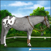 Horse Color:Liver Chestnut Tobiano Blanket 