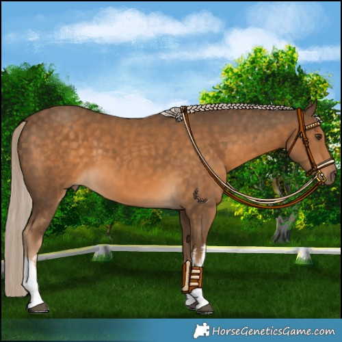 Horse Color:White Spotted Chocolate Palomino