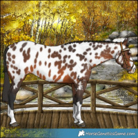 Horse Color:Brown Near Leopard 