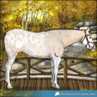 Horse Color:Buckskin Roan Splash Appaloosa 