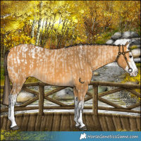 Horse Color:Buckskin Snowcap  and Buckskin Splash 