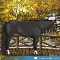 Horse Color:Smoky Black  and Smoky Black 