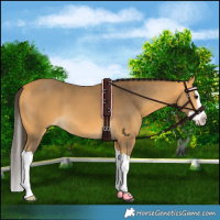 Horse Color:Buckskin Splash 
