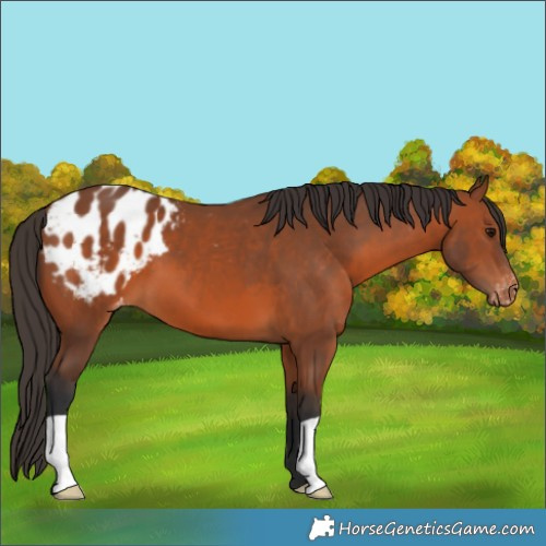 Horse Color:Bay Appaloosa 