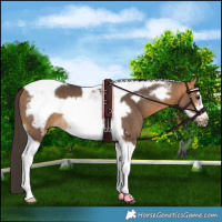 Horse Color:Buckskin Tobiano Frame 