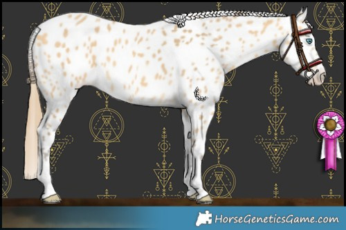 Horse Color:Amber Cream Champagne Appaloosa