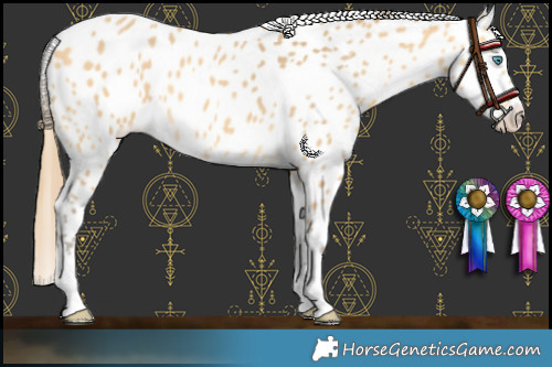 Horse Color:Amber Cream Champagne Appaloosa 