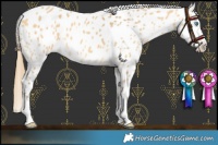 Horse Color:Amber Cream Champagne Leopard 