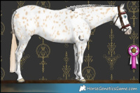 Horse Color:Amber Cream Champagne Appaloosa 