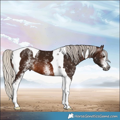 Horse Color:Gray White Spotted Silver Brown Tobiano 