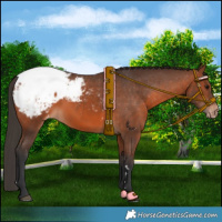 Horse Color:Brown Appaloosa