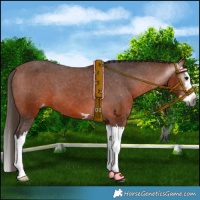Horse Color:Gray Bay Splash Appaloosa 