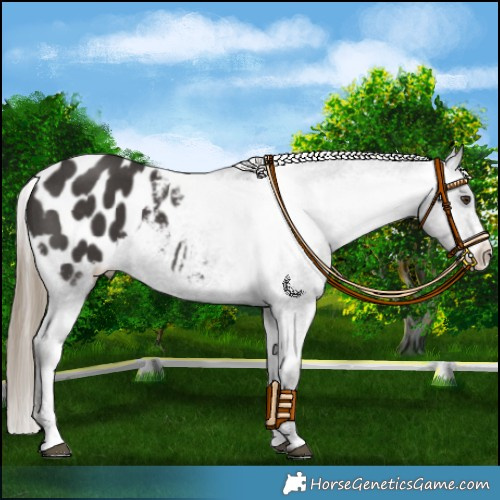 Horse Color:Liver Chestnut Sabino Appaloosa 