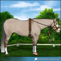 Horse Color:Liver Red Dun Splash Appaloosa