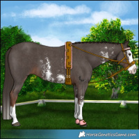 Horse Color:Liver Chestnut Sabino Splash 