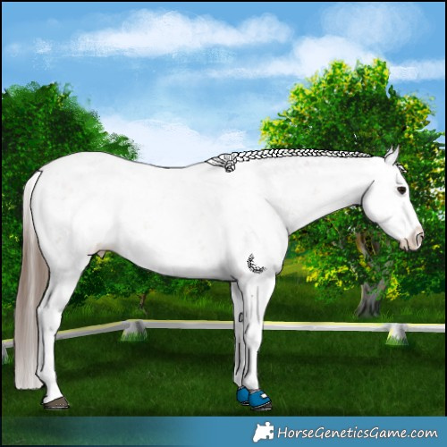 Horse Color:White Spotted Bay Sabino Splash Appaloosa
