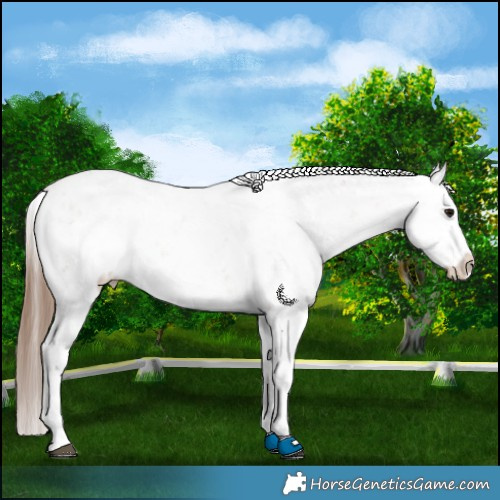 Horse Color:White Spotted Bay Sabino Splash Appaloosa 