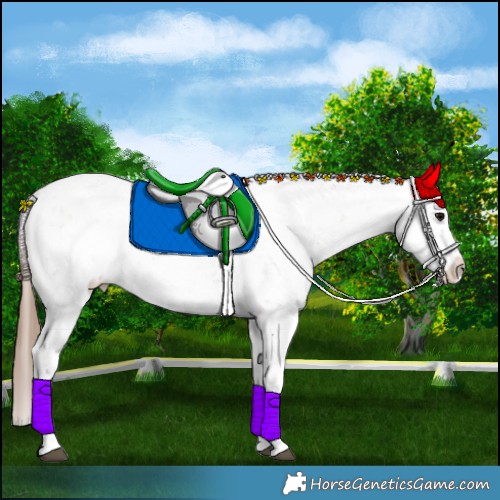 Horse Color:White Spotted Bay Sabino Splash Near Leopard