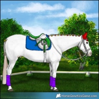 Horse Color:White Spotted Bay Sabino Splash Appaloosa