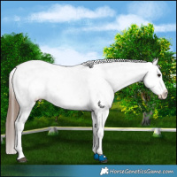 Horse Color:White Spotted Bay Sabino Splash Appaloosa 