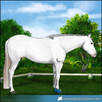 Horse Color:White Spotted Bay Sabino Splash Appaloosa 